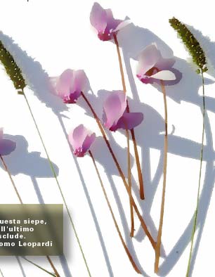 Blume